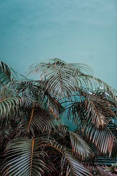Curacao palm tree by shanine Roosingh