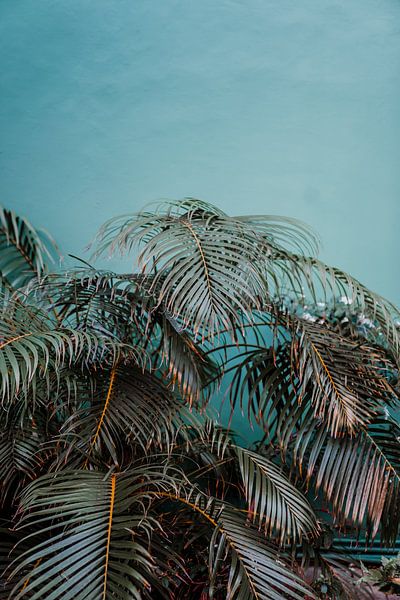 Curacao palm tree by shanine Roosingh