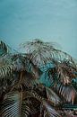 Curacao palm tree by shanine Roosingh thumbnail
