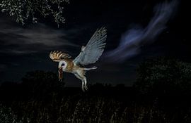 Nightly ghost von Mario Cea Sanchez