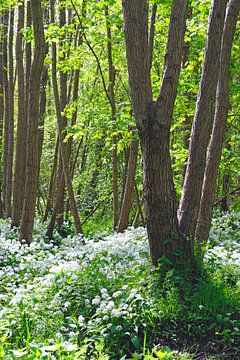 Bear's garlic in the forest by Ostsee Bilder