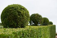 Kunst met groene buxus