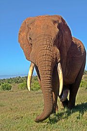 a large ADDO elephant bull by Werner Lehmann