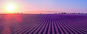 Lavendelblüte in der Provence bei Sonnenuntergang