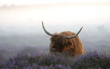 Schotse hooglander van Andy van der Steen - Fotografie