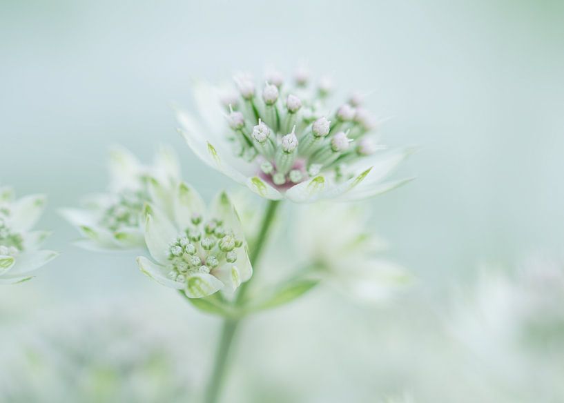 Zeeland button by Jean's Photography