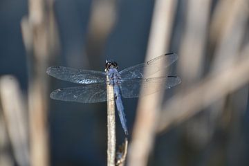Blauwe libelle in riet van The Dragonfly