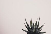 Sukkulenten vor einem weißen Hintergrund