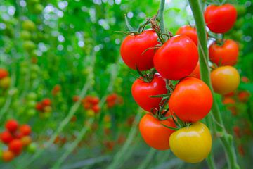 Frische reife Tomaten, die an Tomatenpflanzen wachsen von Sjoerd van der Wal Fotografie