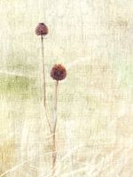 Bloemensymfonie