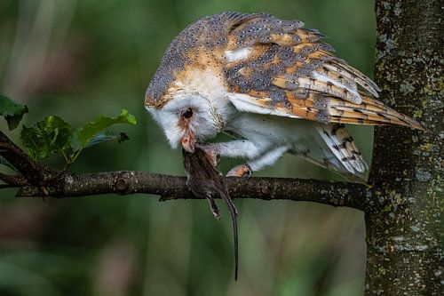 Barn owl with prey