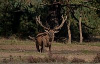 Cerf commun 4