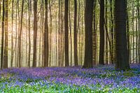 Hallerbos