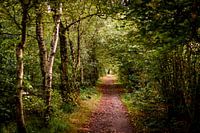 door het bos