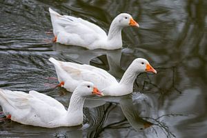 3 Witte Ganzen Op Het Water