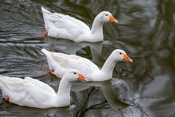 3 White Geese On The Water by Kristof Leffelaer