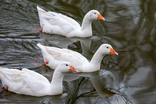 3 Witte Ganzen Op Het Water