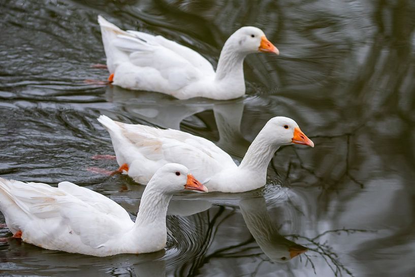 3 Witte Ganzen Op Het Water van Kristof Leffelaer
