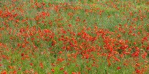 Mohnblumen-Panorama