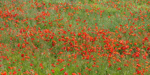 panorama de coquelicots