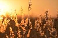 Abendsonne