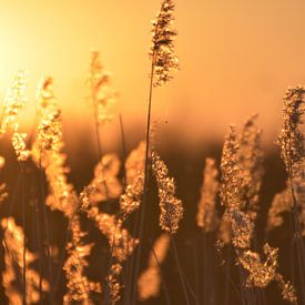 Abendsonne von Liscia Beenhakker