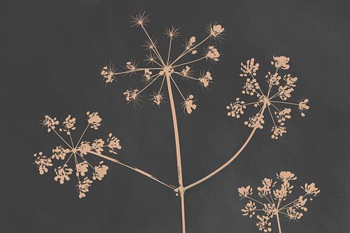 Berenklauw, botanische print in antraciet