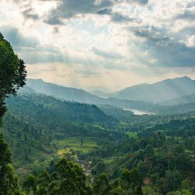L'éveil de Ceylan sur Lex van Doorn