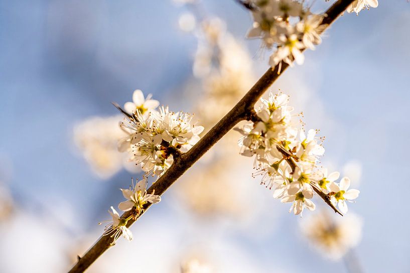 Fragile Blüte gegen Blau von Nederlandschap