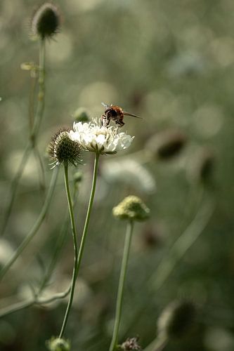 Blinde bij op Scabiosa