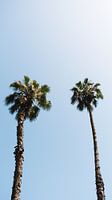 Minimalistische palmbomen tegen blauwe lucht