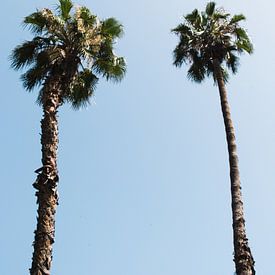 Palm trees by Bob Beckers