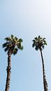 Minimalistische palmbomen tegen blauwe lucht van Bob Beckers thumbnail