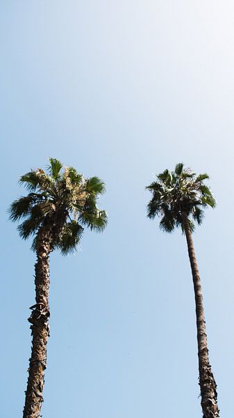 Minimalistische palmbomen tegen blauwe lucht van Bob Beckers
