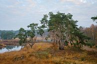 Pine trees on De Teut by Johan Vanbockryck thumbnail