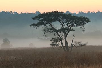 Nederlandse savanne van Daniëlle Eibrink Jansen