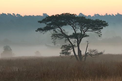 Nederlandse savanne
