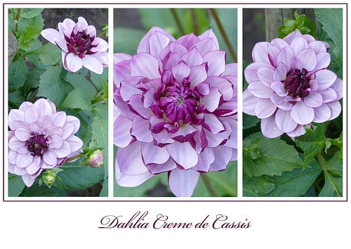 Dahlia triplet "Creme de Cassis"