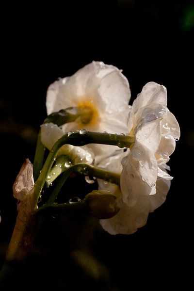Flower in the dark by Reinoud van de Craats