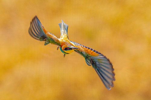 Bee-eater, Merops apiaster.