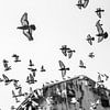 Vogels in de lucht | Duiven op de vlucht van Photolovers reisfotografie