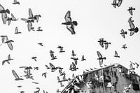 Birds in the sky | Pigeons in flight
