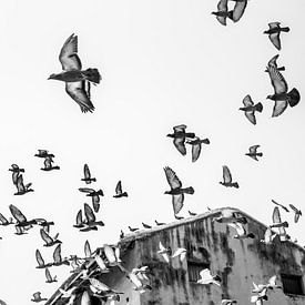 Oiseaux dans le ciel | Pigeons en vol sur Photolovers reisfotografie