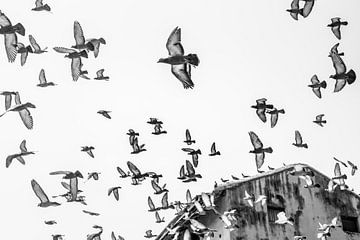 Oiseaux dans le ciel | Pigeons en vol