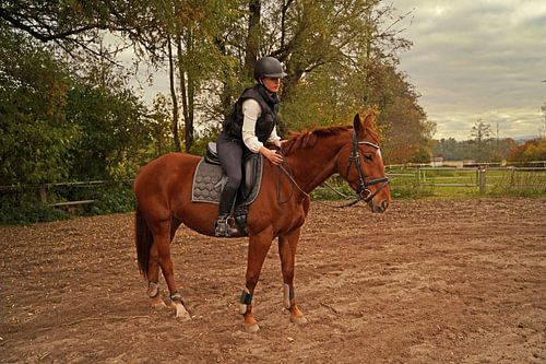 Training met de bruine Oldenburgermerrie op een rijbak