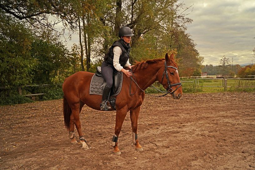 Training mit der rotbraunen Oldenburger Stute auf einem Reitplatz von Babetts Bildergalerie