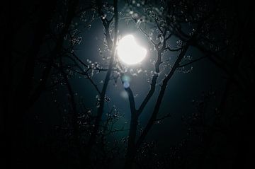 Zonsverduistering tussen de bomen van Paul Poot