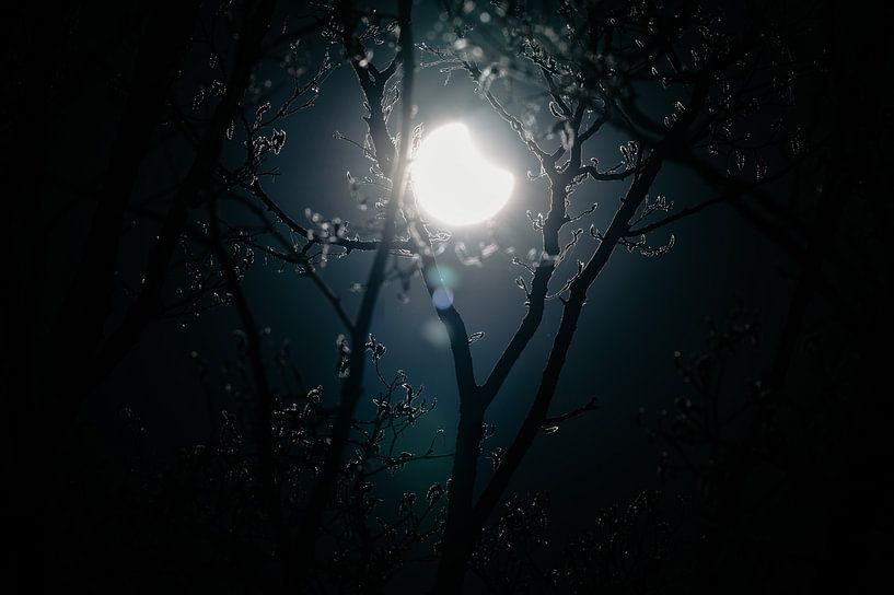 Zonsverduistering tussen de bomen van Paul Poot