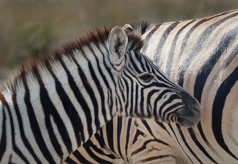 Al die zebrastrepen van Eddie Meijer