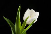Witte bloemen tulp